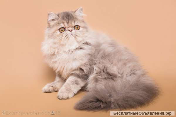 Котята экзотической и персидской породы