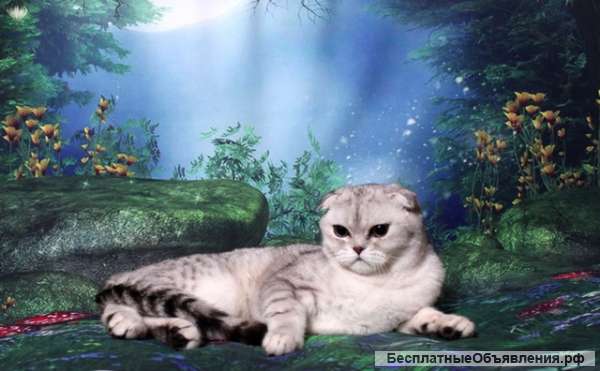 Шотландские котятки два брата 8 мес