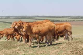 Лимузинский скот