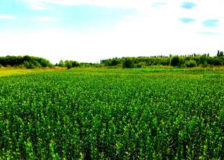 Кизильник, магония, золотистая смородина, катальпа