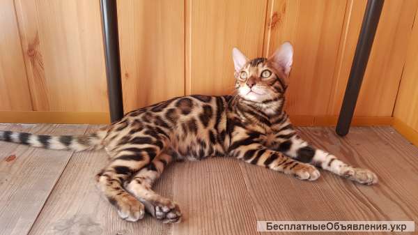 Бенгальские котята. Продажа бенгальских котят. Киев