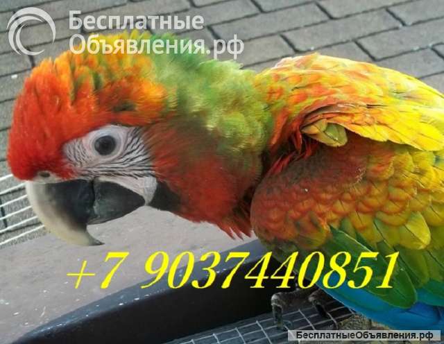 Гибрид ара Шэмрок - птенцы из питомника