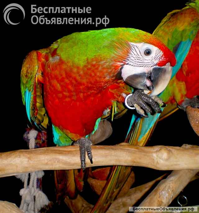 Гибрид ара Шэмрок - птенцы из питомника