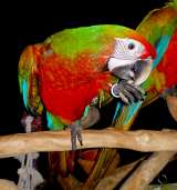 Гибрид ара Шэмрок - птенцы из питомника