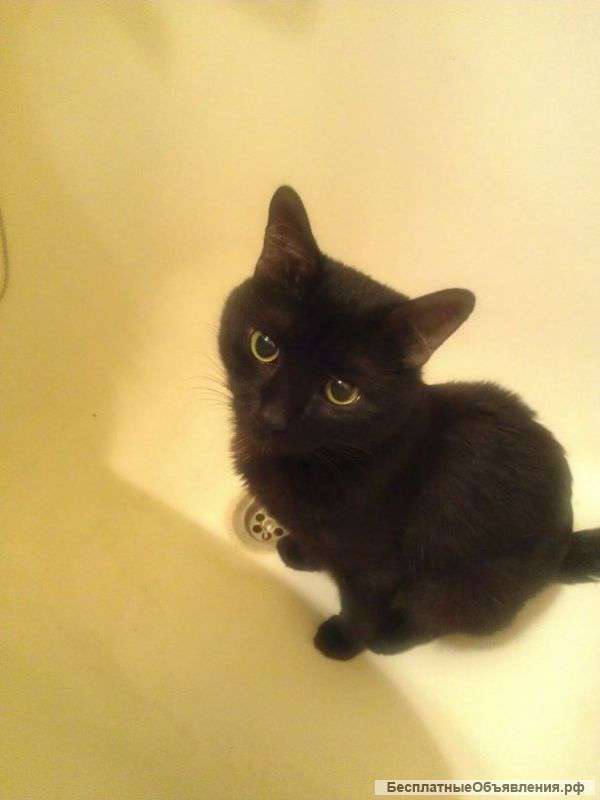 В хорошие руки