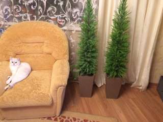 Новое искусственное растение Кипарис