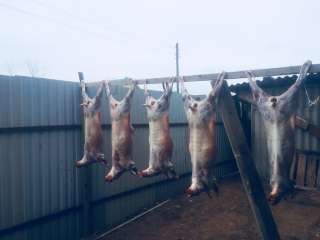 Баранина Халяль