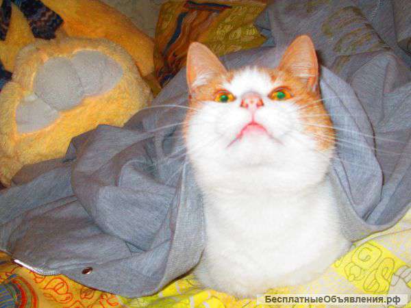 Отдам кошечку)))