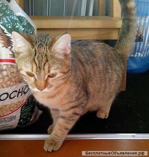 Шоколадка Леся