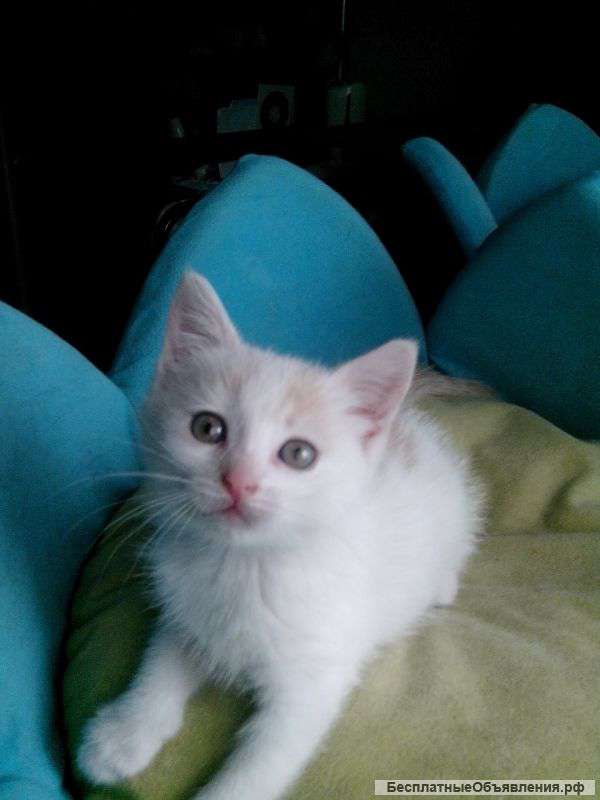 Беленькая маська