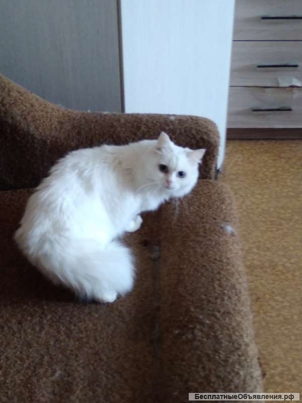 Белоснежный кот Маруся в добрые руки