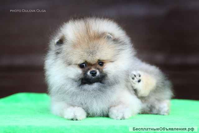 В продаже девочка, щенок померанского шпица от Ирлайн-дог