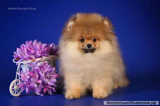 В продаже девочка, щенок померанского шпица от Ирлайн-дог