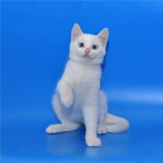 Беленький котенок в добрые руки