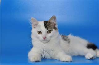 Котенок Арчи ищет дом