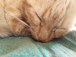 Приют для животных