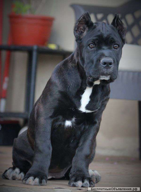 Щенок Кане Корсо девочка 3 месяца