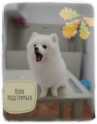 Стрижка собак и кошек на дом