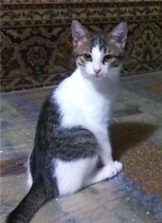 Котята (мальчики) ищут дом