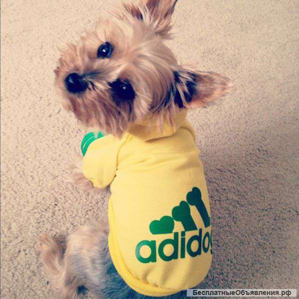 Одежда для собак