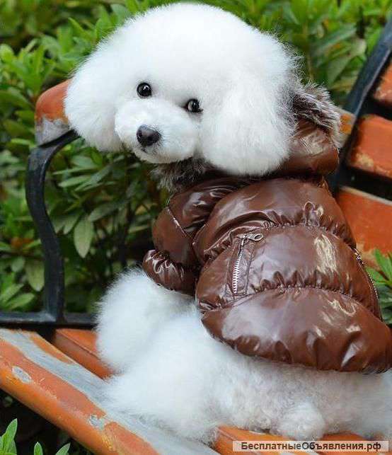 Одежда для собак куртка