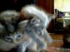 Котята серые и рыжий в добрые руки
