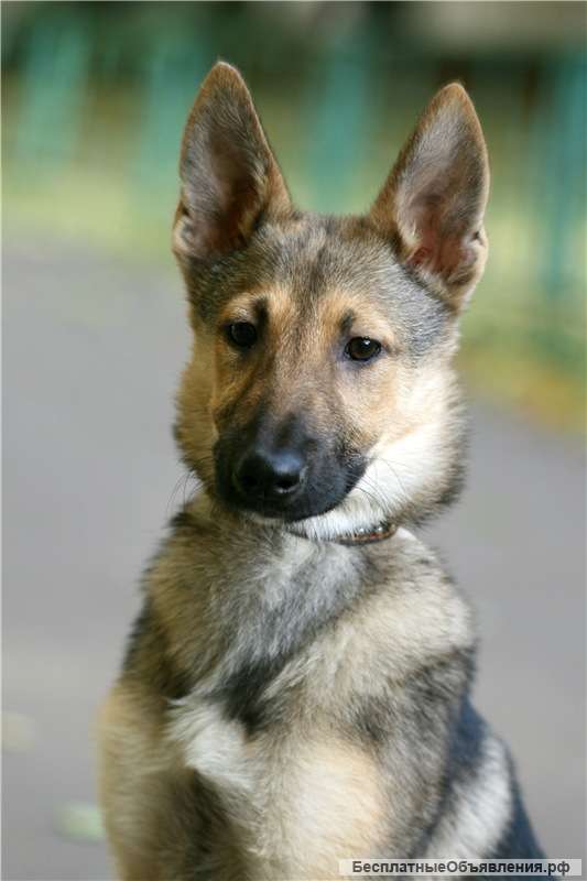 Щенки 3 Месяца Фото