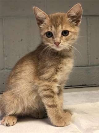 Котенок Персик в добрые руки