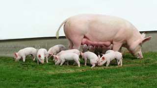 Свиной корм