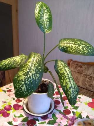Комнатный цветок Диффенбахию
