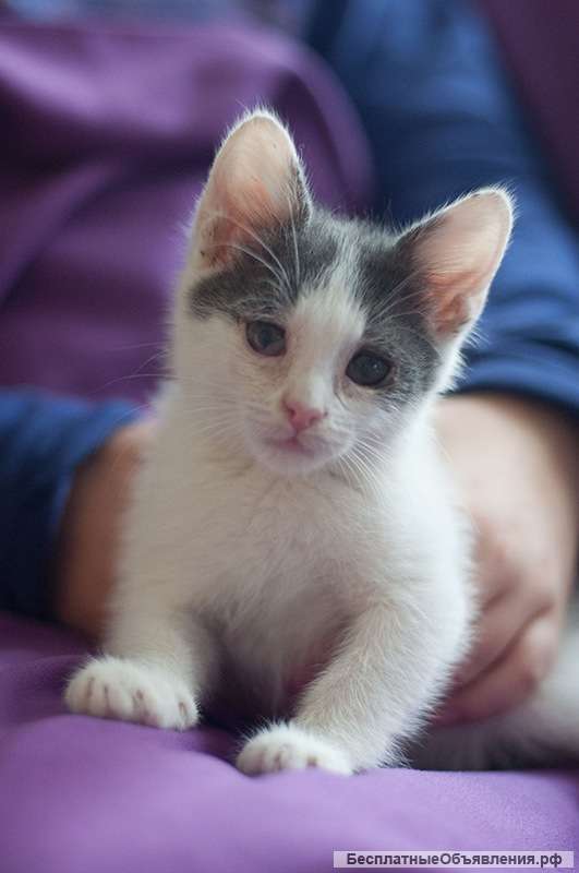 Котенок (мальчик) с богатым приданым