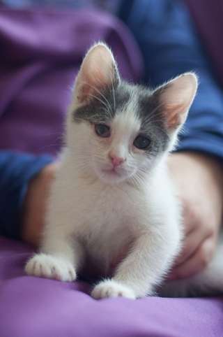 Котенок (мальчик) с богатым приданым