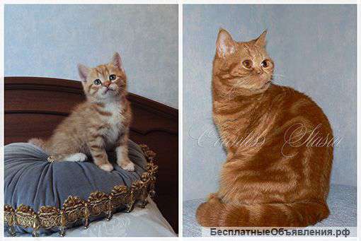 Британский котенок