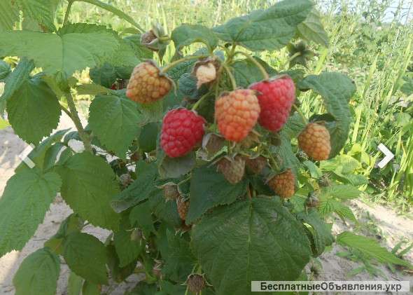 Рассада клубники 2 грн