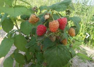 Рассада клубники 2 грн