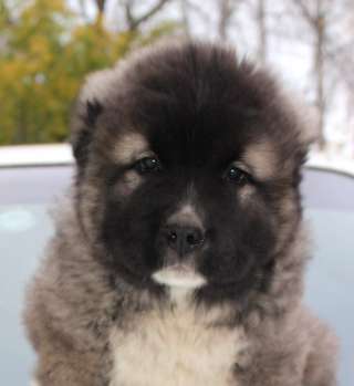 Порода: Гиганты Кавказцы из питомника