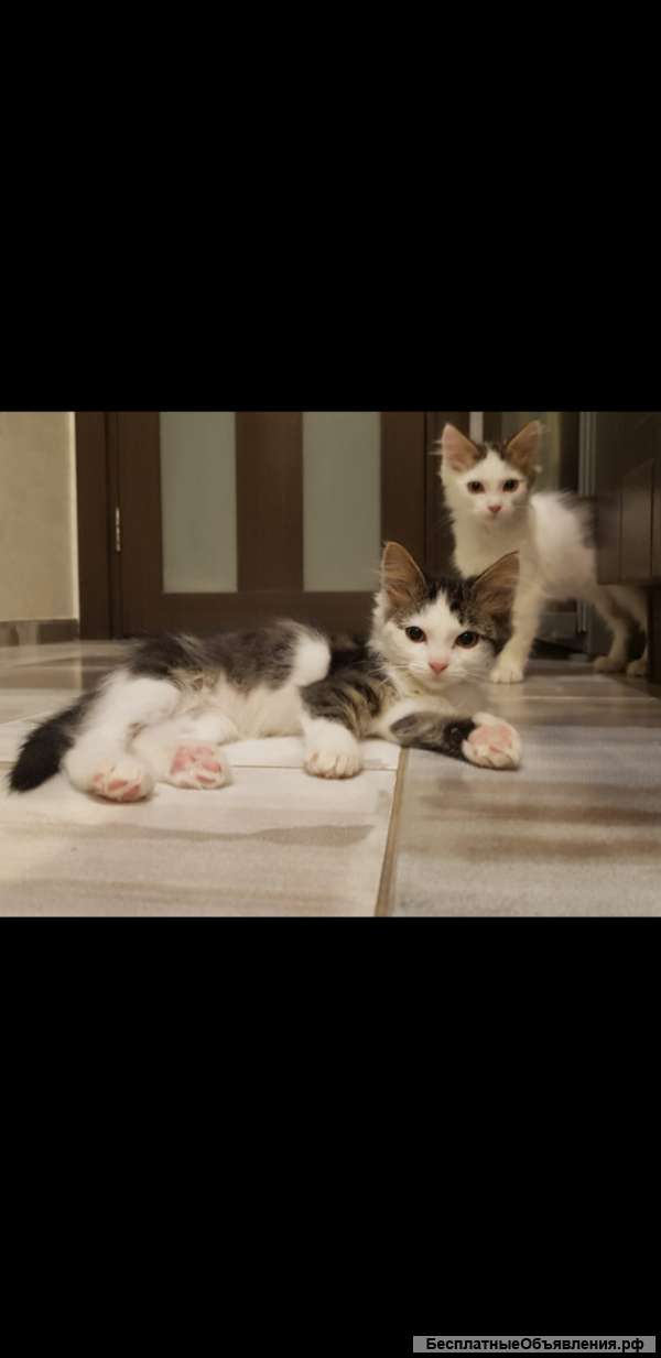 Ласковые красивейшие котята ищут дом