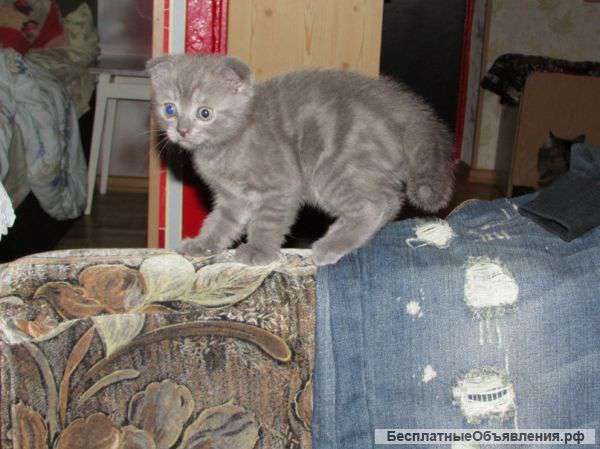 Милый плюшевый котик