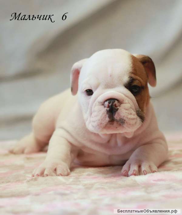 Белоснежные Английские бульдоги