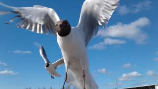 Вид на жительство в Финляндии
