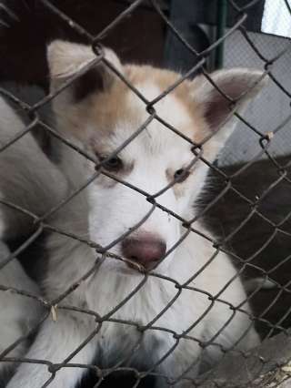 Хаски голубоглазые