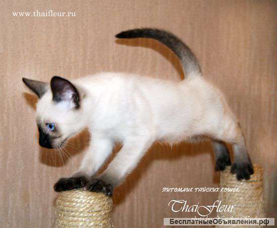 Тайские котята