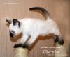 Тайские котята
