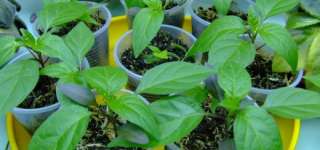 Торф, грунт и чернозем с доставкой в Дедовск