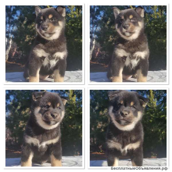 Щенки Сиба ину