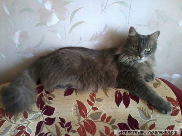 Отдам кошечку
