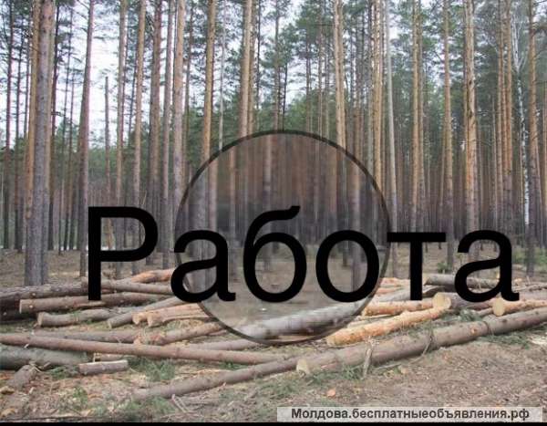 Лесозаготовка