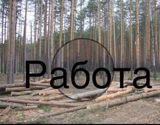 Лесозаготовка