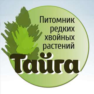 Крупномеры хвойных и лиственных деревьев купить в Москве