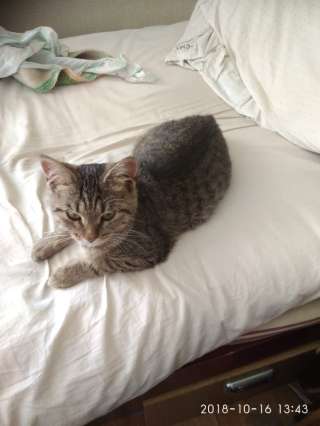Кошечка в дар